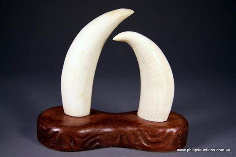 Ivory Whale Teeth on Customised Timber Base - Natural History ...