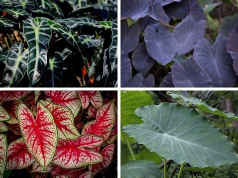 4 Main Types of Elephant Ear Plants (Most Popular Varieties) (2022)