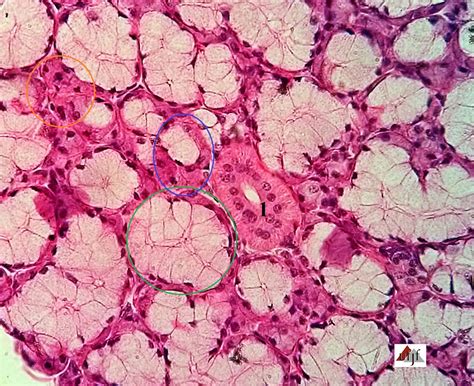 Histology Atlas Online®: Sublingual - Slide 49