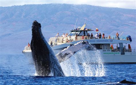 Best Maui Whale Watching Tours And Cruises - Hijinks