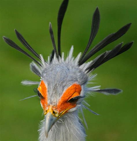 Secretarybird – Snake Hunter | DinoAnimals.com