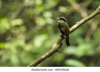 Northern Mockingbird On Lookout Predators His Stock Photo 620063477 | Shutterstock