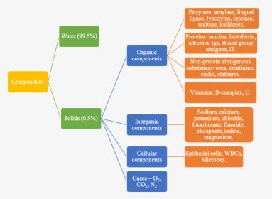 Composition Of Saliva, HD Png Download , Transparent Png Image - PNGitem