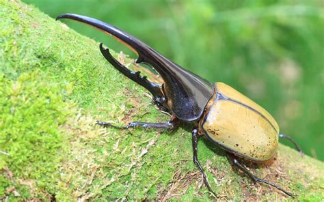 Hercules Beetle - Species Profile & Facts - Insectic