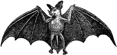 Spectral Bat | ClipArt ETC