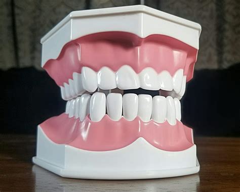 Large Dental Model, Oversized Plastic Teeth Oddity - Oddities For Sale has unique