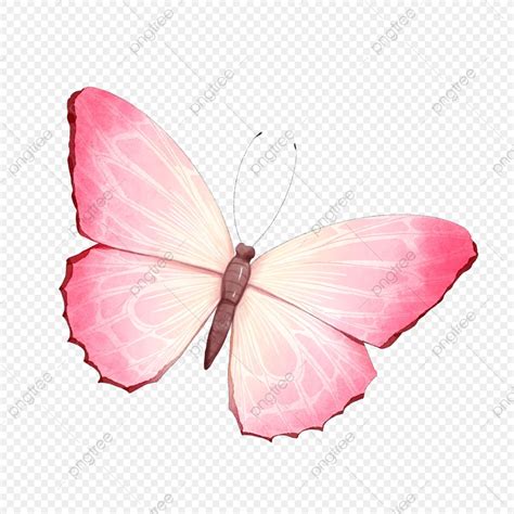 Pink Watercolor Butterfly PNG Transparent, Butterfly Watercolor ...