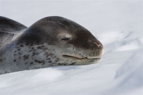 Leopard seals are generally solitary, grouping only during mating season. | Leopard seal, Cute ...