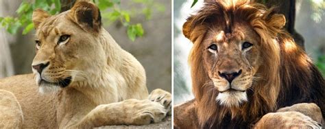 Why lioness attack and kill kings of the jungle-lions? | Arunachal Observer