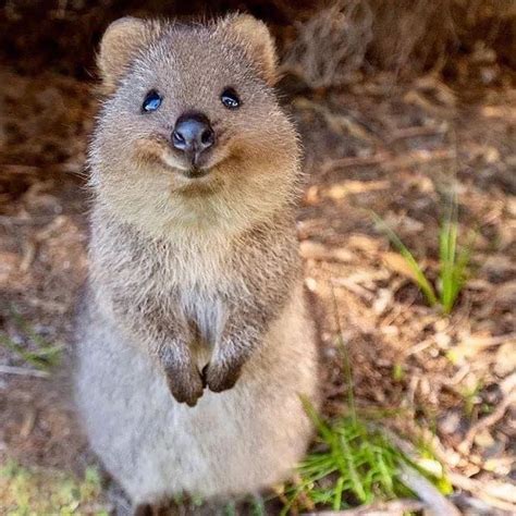 Australia quokkas cute animal character quokka animals funny animal art animal drawings animal ...