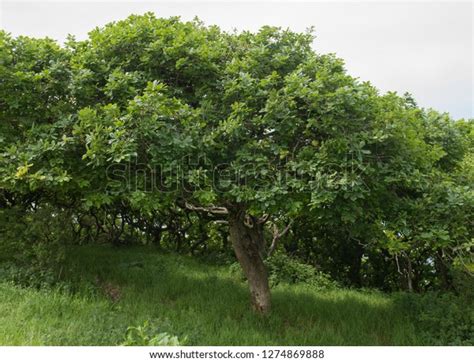 465 Sessile Oak Images, Stock Photos & Vectors | Shutterstock