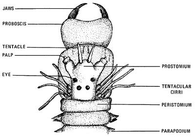 Clam Worms - Skeletal Evolution