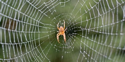 Spider Control: Extermination of Spiders - National Pest Management ...