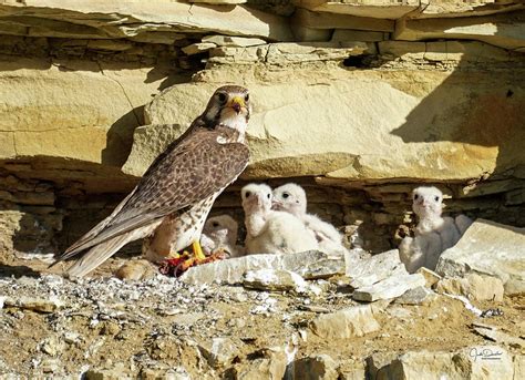 Prairie Falcon Cliff Nest Photograph by Judi Dressler - Fine Art America