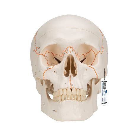 Buy 3B Scientific A21 Human Anatomy - Numbered Human Classic Skull ...