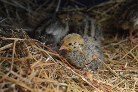 Baby Quail | BackYard Chickens - Learn How to Raise Chickens