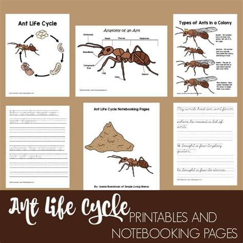 Life Cycle of an Ant Printables and Notebooking Pages - Simple Living Mama