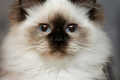 Ragdoll cat breeders