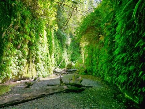 American Travel Journal: Fern Canyon Trail - Redwood National and State ...