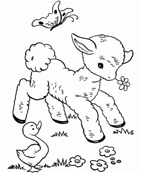 Free Printable Sheep Coloring Pages For Kids