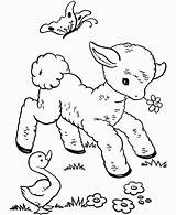 Free Printable Sheep Coloring Pages For Kids sketch template