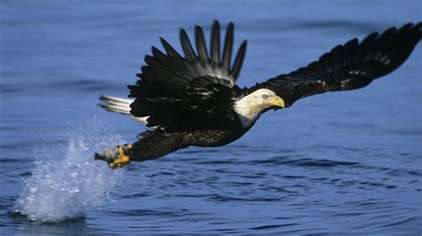 🔥 [30+] 1920X1080 Eagle Wallpapers | WallpaperSafari