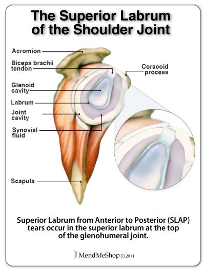 Superior Synovial Cavity