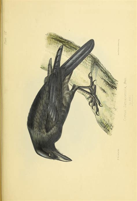 Illustrations of the birds of Jamaica. - Biodiversity Heritage Library | Biodiversity ...