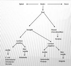 Lactose Fermenting Bacteria List Pictures to Pin on Pinterest - PinsDaddy