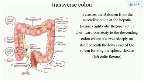 transverse colon - YouTube