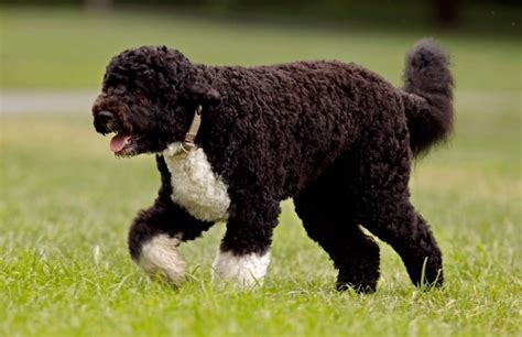 Water Dog Breeds - Dogs Australia