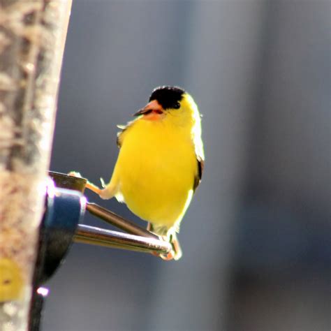 Goldfinch Eating by LoloAlien on DeviantArt