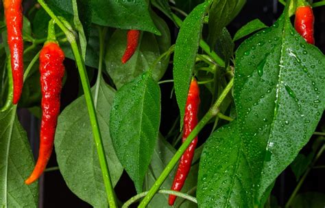 Cayenne Pepper Seeds, 30 Long Thin Hot Chili Peppers // Heirloom, Non-GMO, capsicum annuum ...