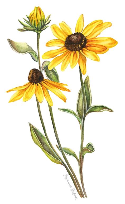 Rudbeckia | Botanical drawings, Watercolor flower art, Wildflower drawing