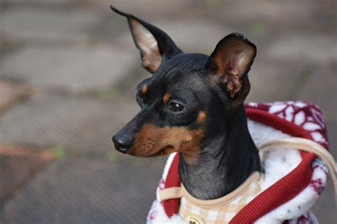 Whippet Miniature Pinscher Mix: A Full Guide - WhippetCentral