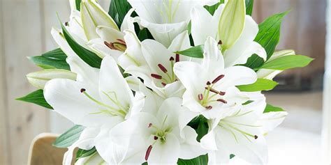 Surprising Facts About Lilies | Blossoming Gifts Blog