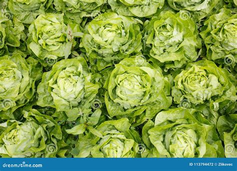 Closeup of Lettuce Heads Collection Stock Photo - Image of agribusiness, lettuce: 113794472