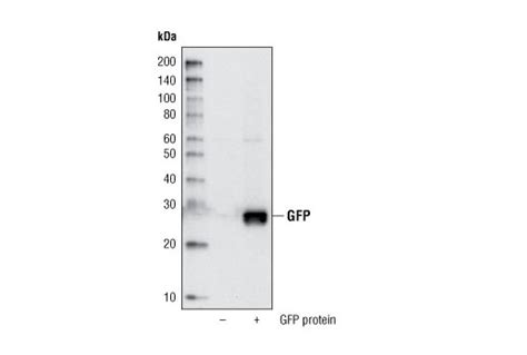 GFP (D5.1) Rabbit mAb (Biotinylated) | Cell Signaling Technology