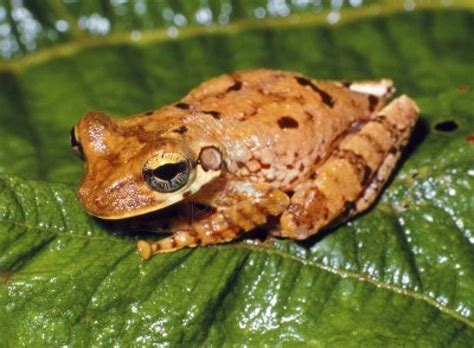 The Most Endangered Species in Belize, Belize Animals, Caribbean Critters