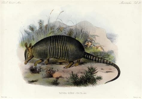 Armadillo Painting by Edward Richard Alston | Fine Art America