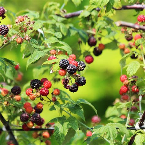 Cumberland Black Raspberry Plants | Greenwood Nursery