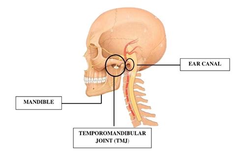 TMJ & Tinnitus: The Complete Guide To Jaw Symptoms And Ear Ringing