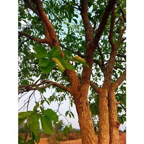 Terminalia Chebula Tree at best price in Chikkaballapur by Sri Sai Forestry | ID: 20812799988