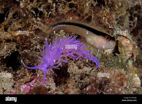 pink sea slug with blenny, Flabellina pedata and Coryphella pedata ...