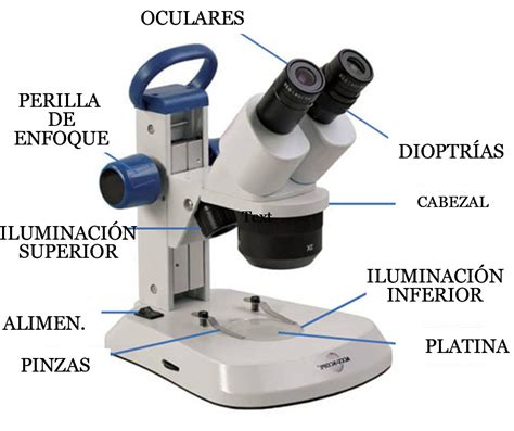 Partes del Microscopio y sus Funciones