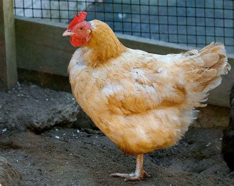 Golden Comet Chicken - Connecticut's Beardsley Zoo