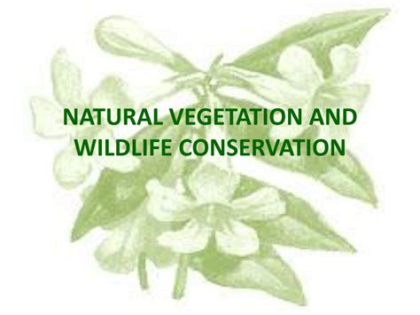 PPT - NATURAL VEGETATION AND WILDLIFE CONSERVATION PowerPoint Presentation - ID:1028595