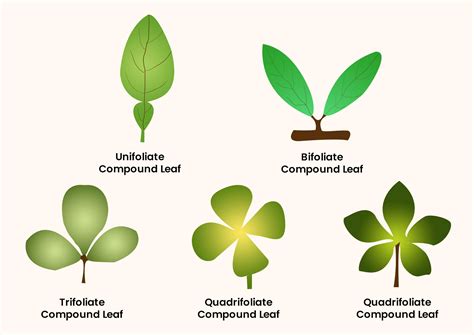 A plant with unifoliate leaves is(a) Balanites(b) Citrus(c) Aegle(d) Paris