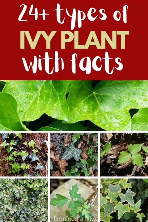 24+ Types Of Ivy Plants, Hedera 🍀 (Indoor, Outdoor, Ground Cover) With Facts