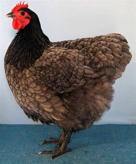 Blue Australorp | Beautiful chickens, Fancy chickens, Chicken breeds